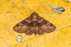 Metalectra praecisalis