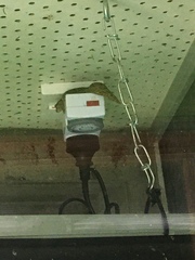 Dactylocnemis pacificus