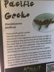 Dactylocnemis pacificus