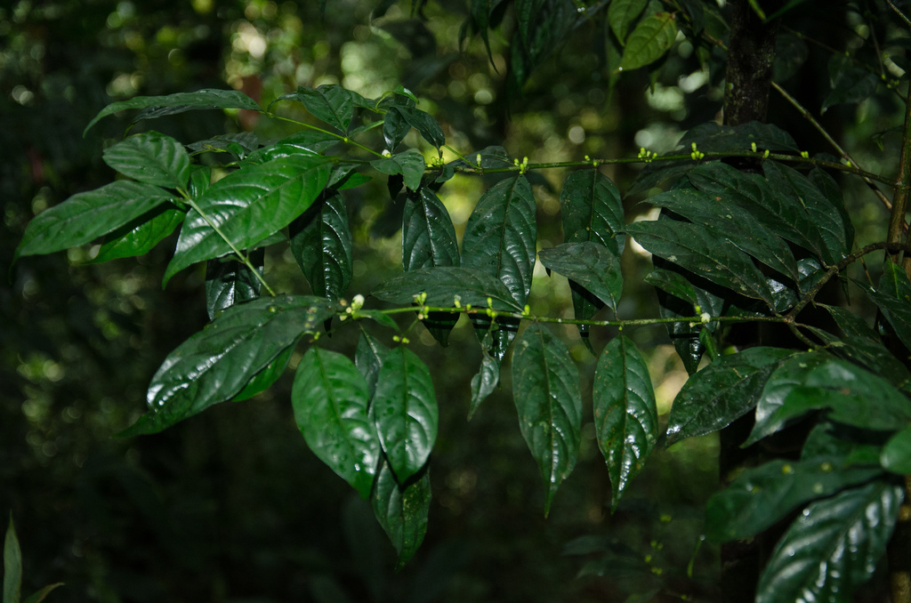 Pauridiantha sylvicola