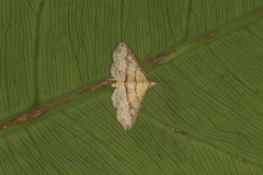 Mursa phtisialis