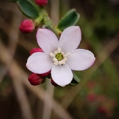 Philotheca verrucosa