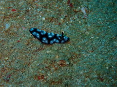 Phyllidiopsis burni