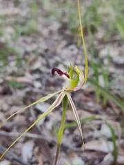 Caladenia atrovespa