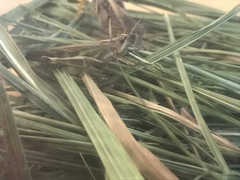 Aiolopus thalassinus tamulus