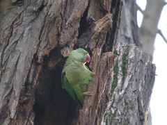 Psittacula krameri