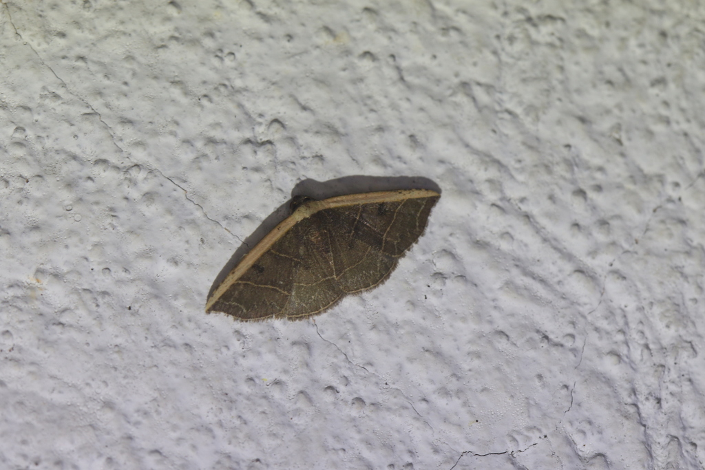 Oruza costaloides