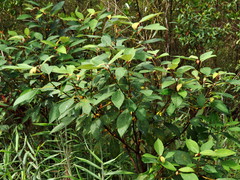 Ficus grossularioides