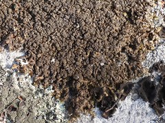 Xanthoparmelia loxodes