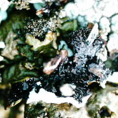 Xanthoparmelia loxodes