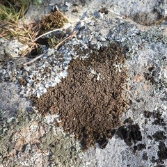 Xanthoparmelia loxodes