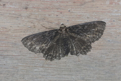 Prosoparia tenebrosa