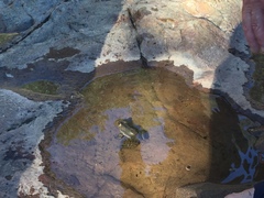 Lithobates tarahumarae