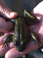 Lithobates tarahumarae