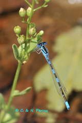 Coenagrion caerulescens