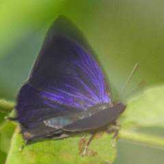 Flos fulgida fulgida