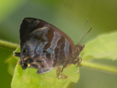 Flos fulgida fulgida