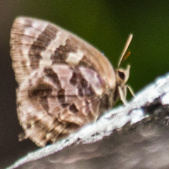 Flos fulgida fulgida