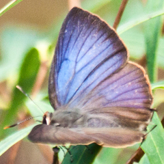 Flos fulgida fulgida