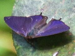 Flos fulgida fulgida