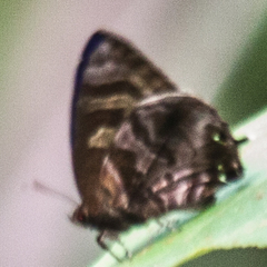 Flos fulgida fulgida