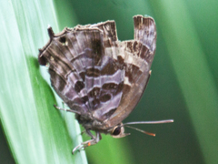 Flos fulgida fulgida