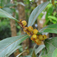 Ficus aurata
