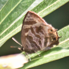 Flos fulgida fulgida