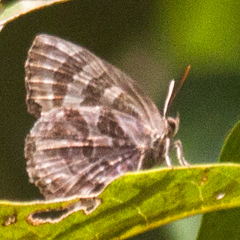 Flos fulgida fulgida