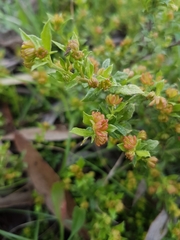 Dodonaea procumbens