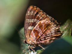 Flos fulgida fulgida