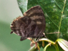 Flos fulgida fulgida