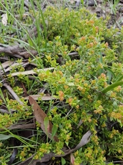 Dodonaea procumbens