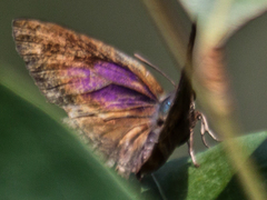 Flos fulgida fulgida