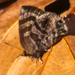 Flos fulgida fulgida