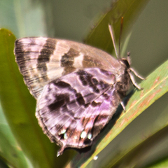 Flos fulgida fulgida