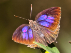 Flos fulgida fulgida