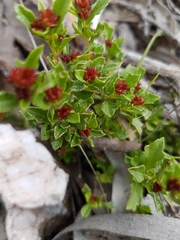 Dodonaea procumbens