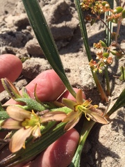Wachendorfia multiflora