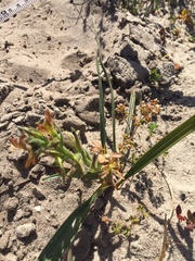 Wachendorfia multiflora