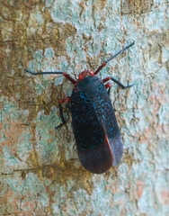 Kalidasa lanata
