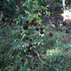 Hyptis capitata