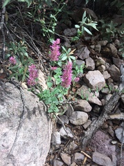 Agastache pallidiflora gilensis