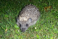 Erinaceus roumanicus