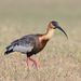 Buff-necked Ibis - Photo (c) Greg Lasley, some rights reserved (CC BY-NC)
