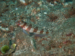 Amblyeleotris periophthalmus