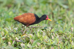 Wattled Jacana photo 2