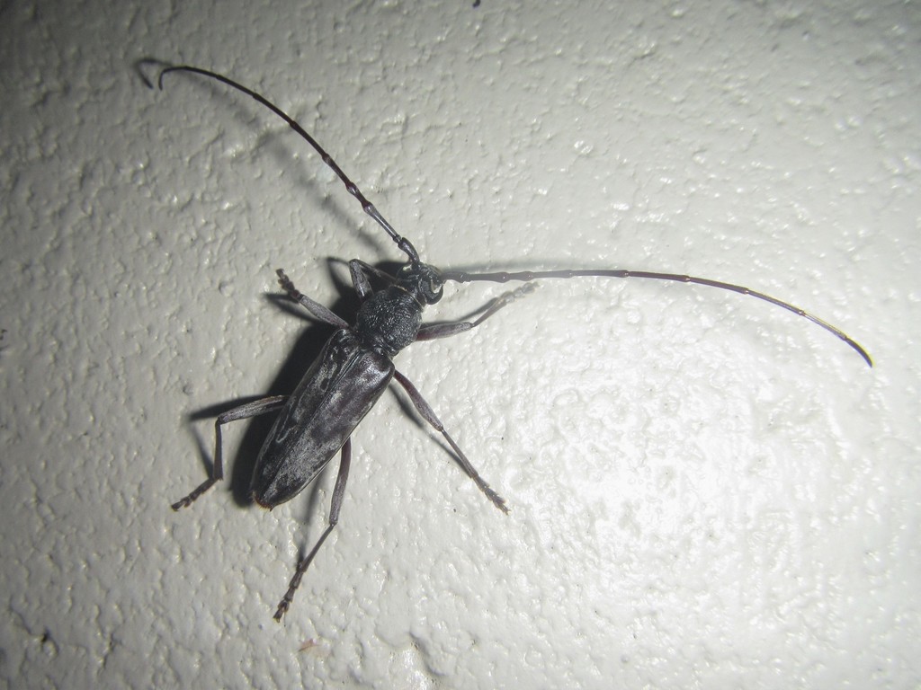 Pachydissus nubilus