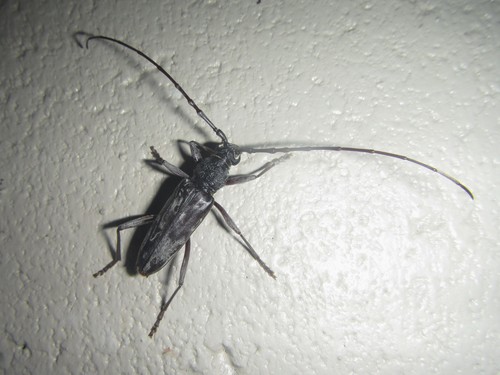 Pachydissus nubilus · iNaturalist