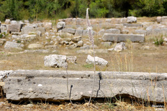 Drimia numidica